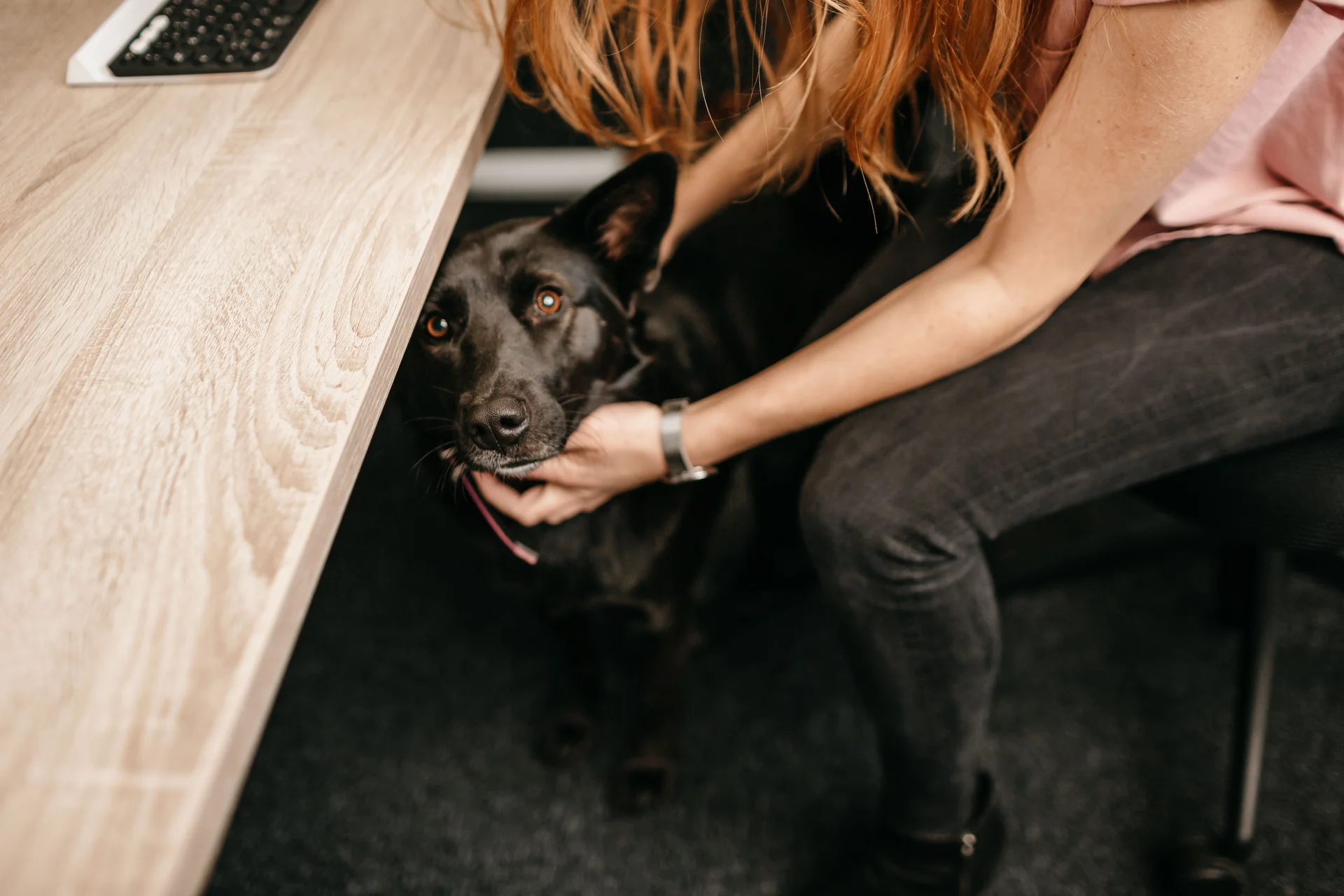 Hund sitzt unter Schreibtisch und schaut in die Kamera